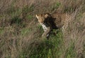 African Leopard in South Africa Royalty Free Stock Photo