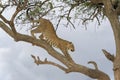 African Leopard standing in acacia tree