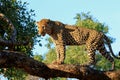 African Leopard standing at the top of a tree looking, with a bright blue sky and tree background in South Luangwa national Park Royalty Free Stock Photo