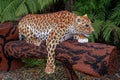 An African Leopard statue made from Lego bricks