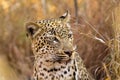 African Leopard close up of face at sunrise Royalty Free Stock Photo