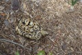 African leopard tortoise. George C. McGough Nature Park. Royalty Free Stock Photo