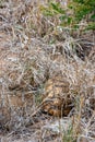 African Leopard Tortoise hiding underneath the grass Royalty Free Stock Photo