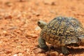 African leopard tortoise Royalty Free Stock Photo