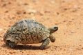 African leopard tortoise Royalty Free Stock Photo