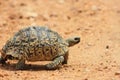 African leopard tortoise Royalty Free Stock Photo