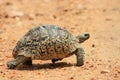 African leopard tortoise Royalty Free Stock Photo