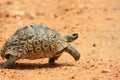 African leopard tortoise Royalty Free Stock Photo