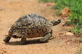 African leopard tortoise Royalty Free Stock Photo