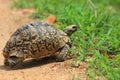 African leopard tortoise Royalty Free Stock Photo