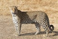 African Leopard