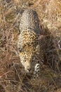 African Leopard walking towards the photographer in Sabi Sands