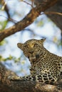 African Leopard watchful on pray in tree