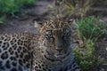 African leopard in the wild Royalty Free Stock Photo