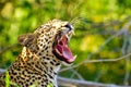 African Leopard yawning Royalty Free Stock Photo