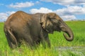 African lephant taking a mud bath Royalty Free Stock Photo