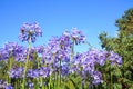 African lilly - Agapanthus umbellatus