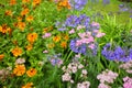 African lilly - Agapanthus umbellatus