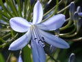 African Lilly First Bloom