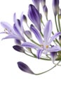 African Lily