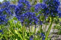 African Lily - Agapanthus Africanus