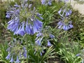 African lily / Agapanthus africanus / die Schmucklilie, Tuberosa azul, Lirio africano, Agapanto africano, Agapanthe d`Afrique Royalty Free Stock Photo
