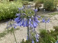 African lily / Agapanthus africanus / die Schmucklilie, Tuberosa azul, Lirio africano, Agapanto africano, Agapanthe d`Afrique Royalty Free Stock Photo