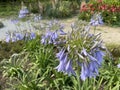 African lily / Agapanthus africanus / die Schmucklilie, Tuberosa azul, Lirio africano, Agapanto africano, Agapanthe d`Afrique Royalty Free Stock Photo