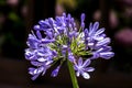 African lily, Agapanthus africanus, flower of the Agapanthaceae Royalty Free Stock Photo