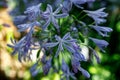 African Lily, Agapanthus africanus, purple flower with white stripes from the family Agapanthaceae, originating from South Africa Royalty Free Stock Photo