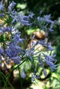 African Lily, Agapanthus africanus, purple flower with white stripes from the family Agapanthaceae, originating from South Africa Royalty Free Stock Photo