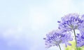 African lily (Agapanthus) flowers on a blue background with empty space