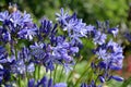 African lily Agapanthus praecox