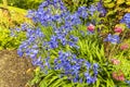 African Lily blue flowers in a summer garden.