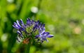 African Lily at botanic garden Royalty Free Stock Photo