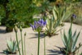 African lily, bud and flower head, Agapanthus praecox