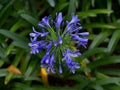 African Lily Flower Agapanthus africanus Royalty Free Stock Photo