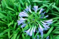 African lily flowers in the park. Agapanthus africanus. Coroas de Henrique. Flor del amor Royalty Free Stock Photo