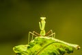 African lined mantis Sphodromantis lineola