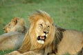 African lion Royalty Free Stock Photo