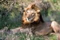 African Lion Royalty Free Stock Photo