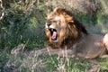 African Lion Royalty Free Stock Photo