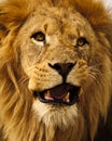 African Lion