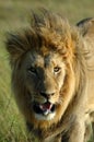 African lion Royalty Free Stock Photo