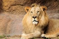 African Lion Royalty Free Stock Photo