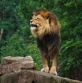 African Lion