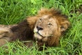 African lion