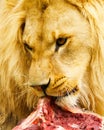 African Lion Royalty Free Stock Photo