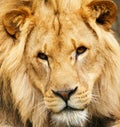 African Lion