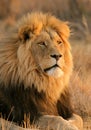 African lion Royalty Free Stock Photo